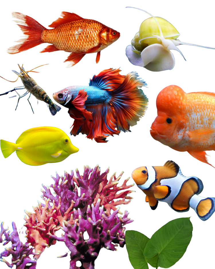 Fish, Aquatics & Amphibians