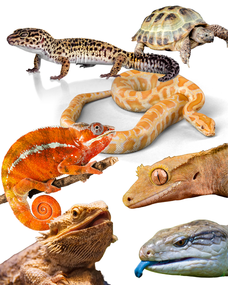 Reptiles