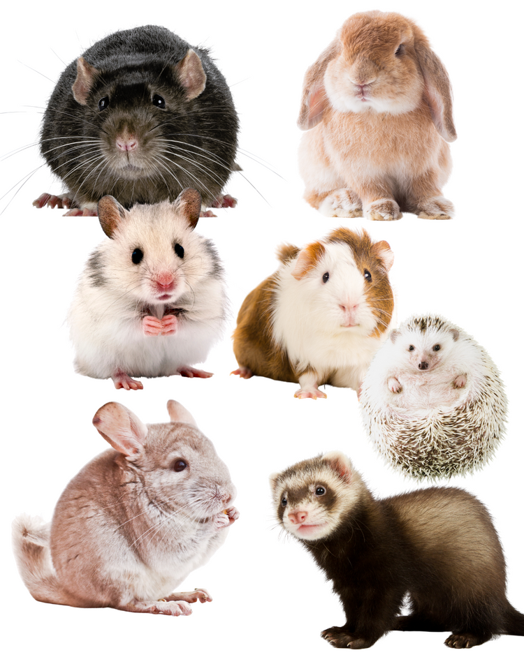 Small Pets
