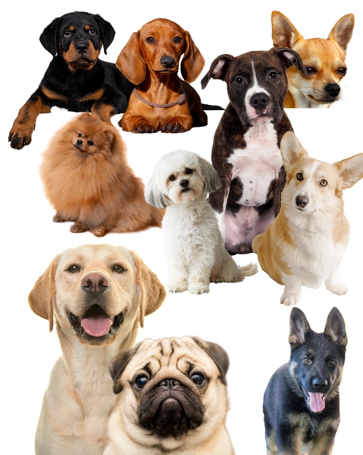 Dogs