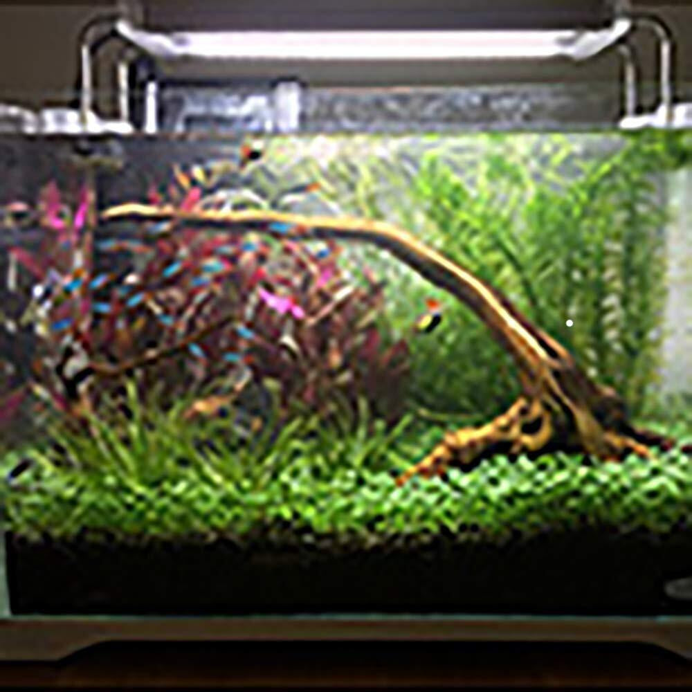 Large Driftwood for Aquarium Fish Tank Decorations Natural Assorted Branches ...
