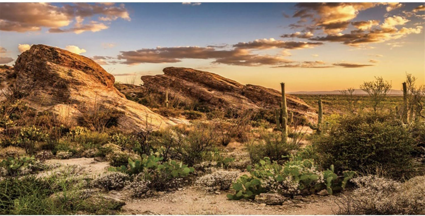 Reptile Habitat Background Blue Sky Oasis Cactus Sun and Desert Terrarium Background 36X24 Inches Durable Polyester Background