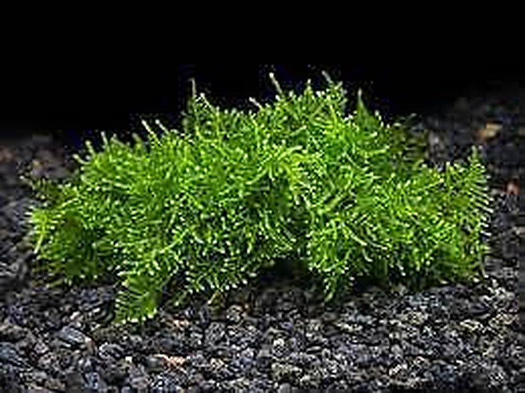 BUY 2 GET 1 FREE Christmas Moss "Vesicularia Montagnei" Live Aquarium Plants
