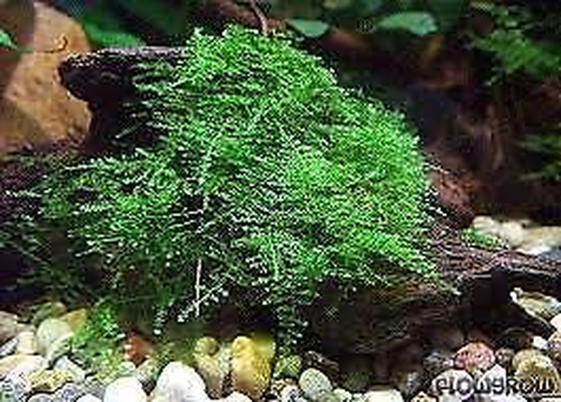 BUY 2 GET 1 FREE Christmas Moss "Vesicularia Montagnei" Live Aquarium Plants