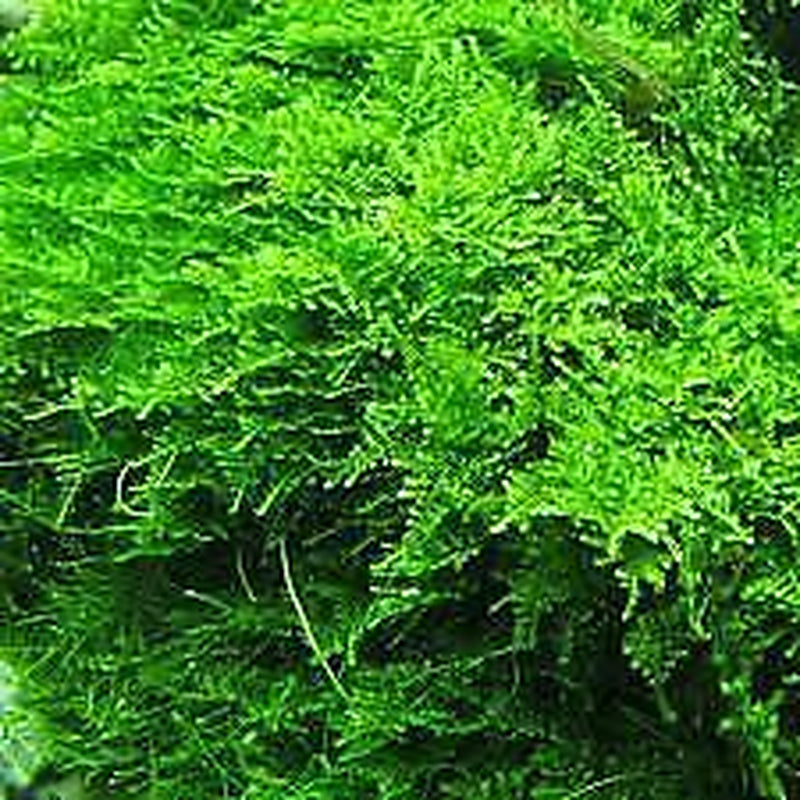 BUY 2 GET 1 FREE Christmas Moss "Vesicularia Montagnei" Live Aquarium Plants