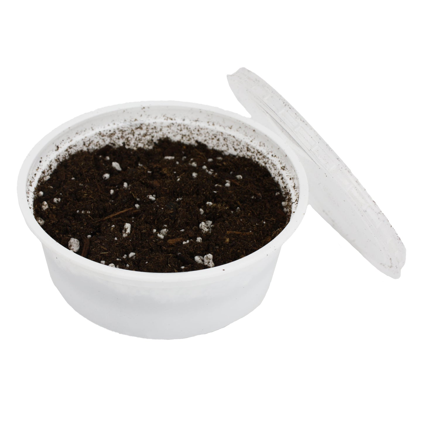 Grow Your Own Dandelion Reptile Food Kit , White Cup with Brown Soil and Dandelion Seeds
