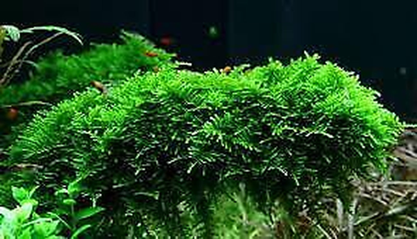 BUY 2 GET 1 FREE Christmas Moss "Vesicularia Montagnei" Live Aquarium Plants