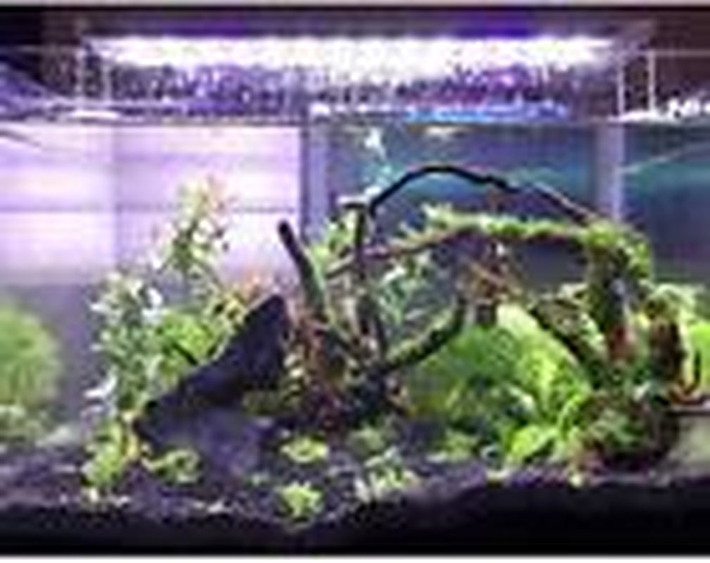 Large Driftwood for Aquarium Fish Tank Decorations Natural Assorted Branches ...