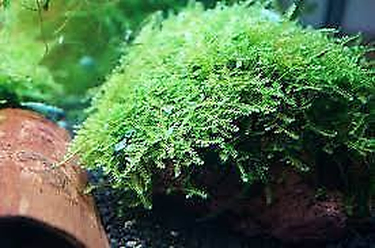 BUY 2 GET 1 FREE Christmas Moss "Vesicularia Montagnei" Live Aquarium Plants