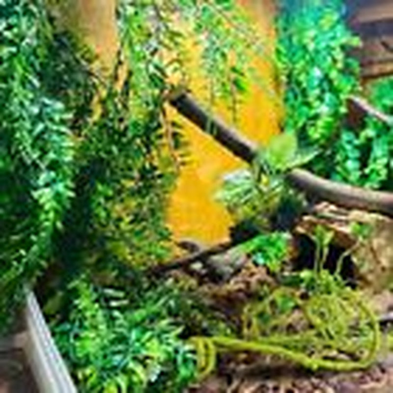 Reptile Vines Plants for Terrarium, Flexible Vines Jungle Climbing Branch
