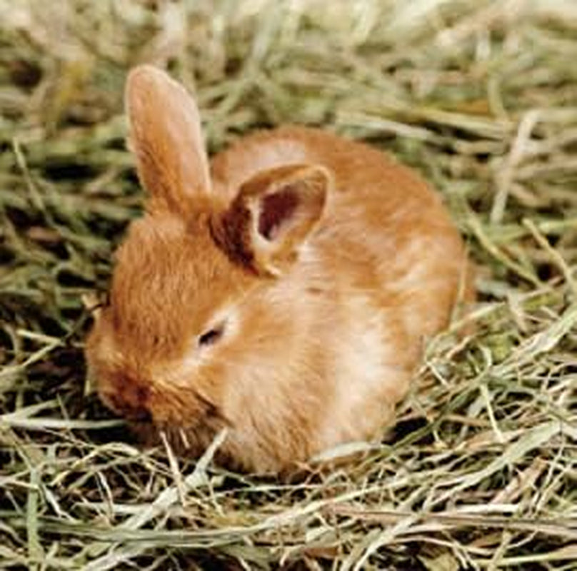 Blue Mountain 'High Altitude' Timothy Hay Pet Food for Rabbits, Chinchillas, Guinea Pigs, Hamsters and Other Small Pets. Naturally Grown with Fiber to Support Digestive Health (25 Lb)