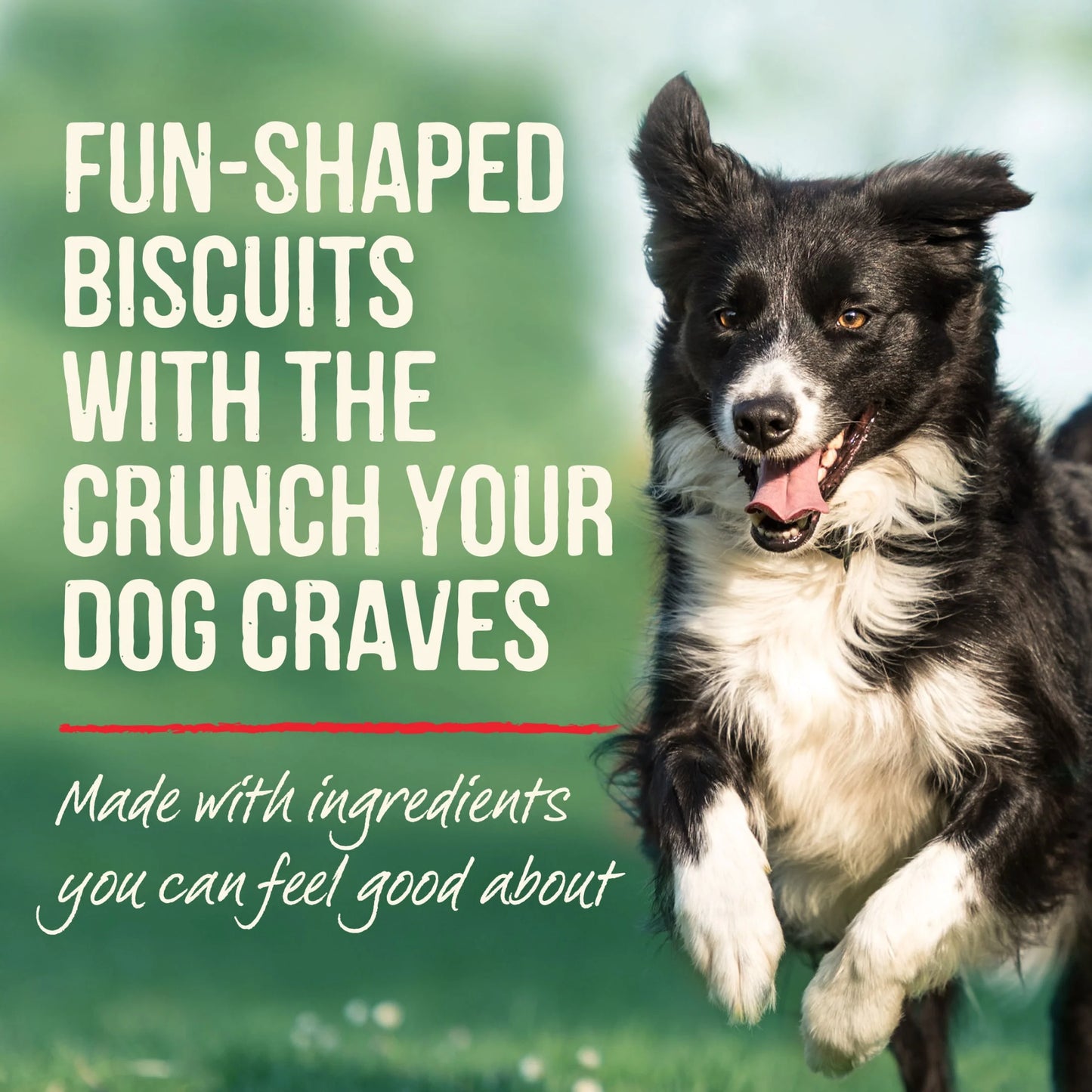 Oven Baked Natural Dog Treats with Real Pumpkin Fall Flavor, 11 Oz Pouch