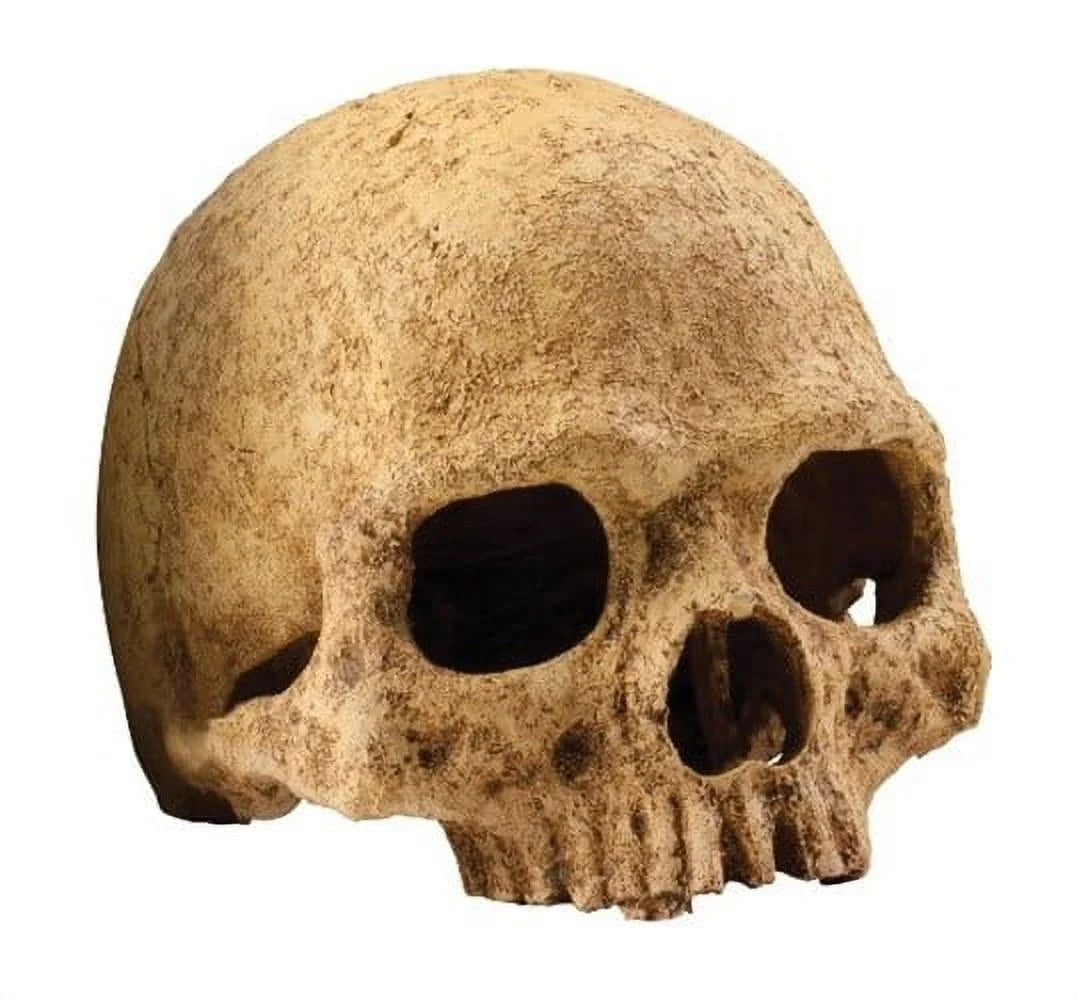 Primate Skull Reptile Terrarium & Aquarium Decoration