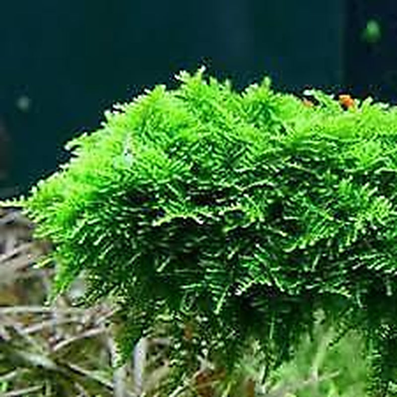 BUY 2 GET 1 FREE Christmas Moss "Vesicularia Montagnei" Live Aquarium Plants