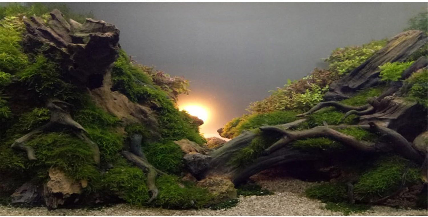 River Bed & Lake Aquarium Background Sunshine Aquatic Plant Fish Tank Background Vinyl 72X18 Inches