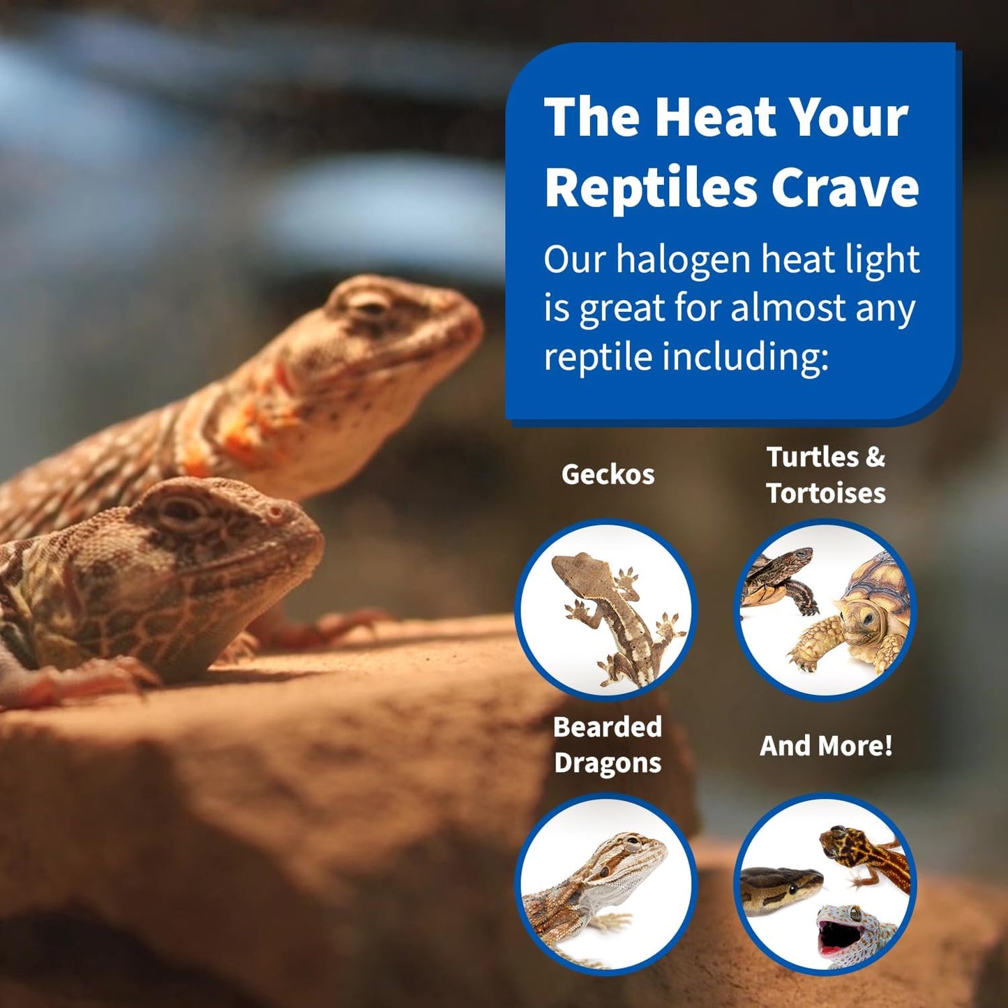 50W Halogen Heat Lamp (4 Pack) for Reptiles - Warming UVA and Infrared Light for Turtles, Tortoises, Bearded Dragons - Heating Bulb Accessories, Designed for Ceramic Sockets (50 Watt)