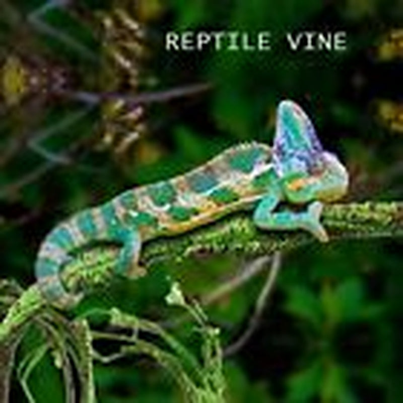 Reptile Vines Plants for Terrarium, Flexible Vines Jungle Climbing Branch