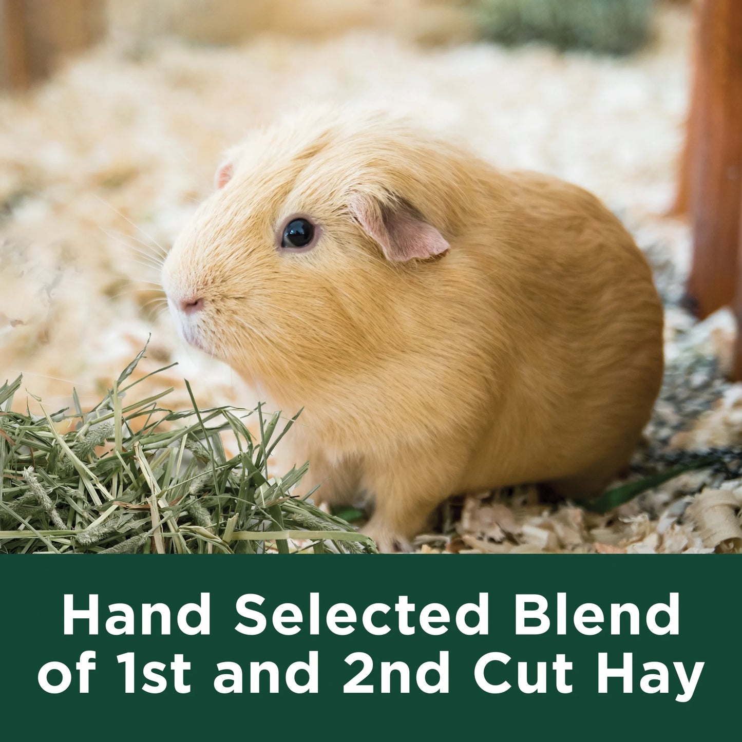 Timothy Hay plus Rose & Thyme 24 Oz