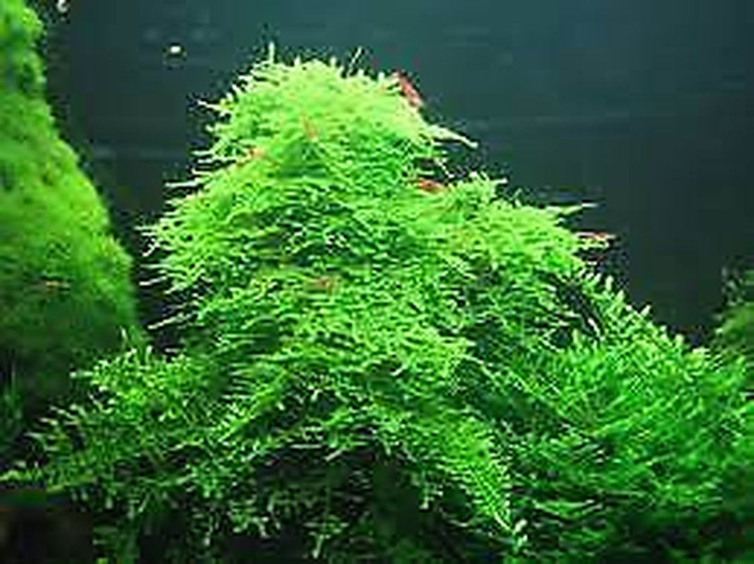 BUY 2 GET 1 FREE Christmas Moss "Vesicularia Montagnei" Live Aquarium Plants
