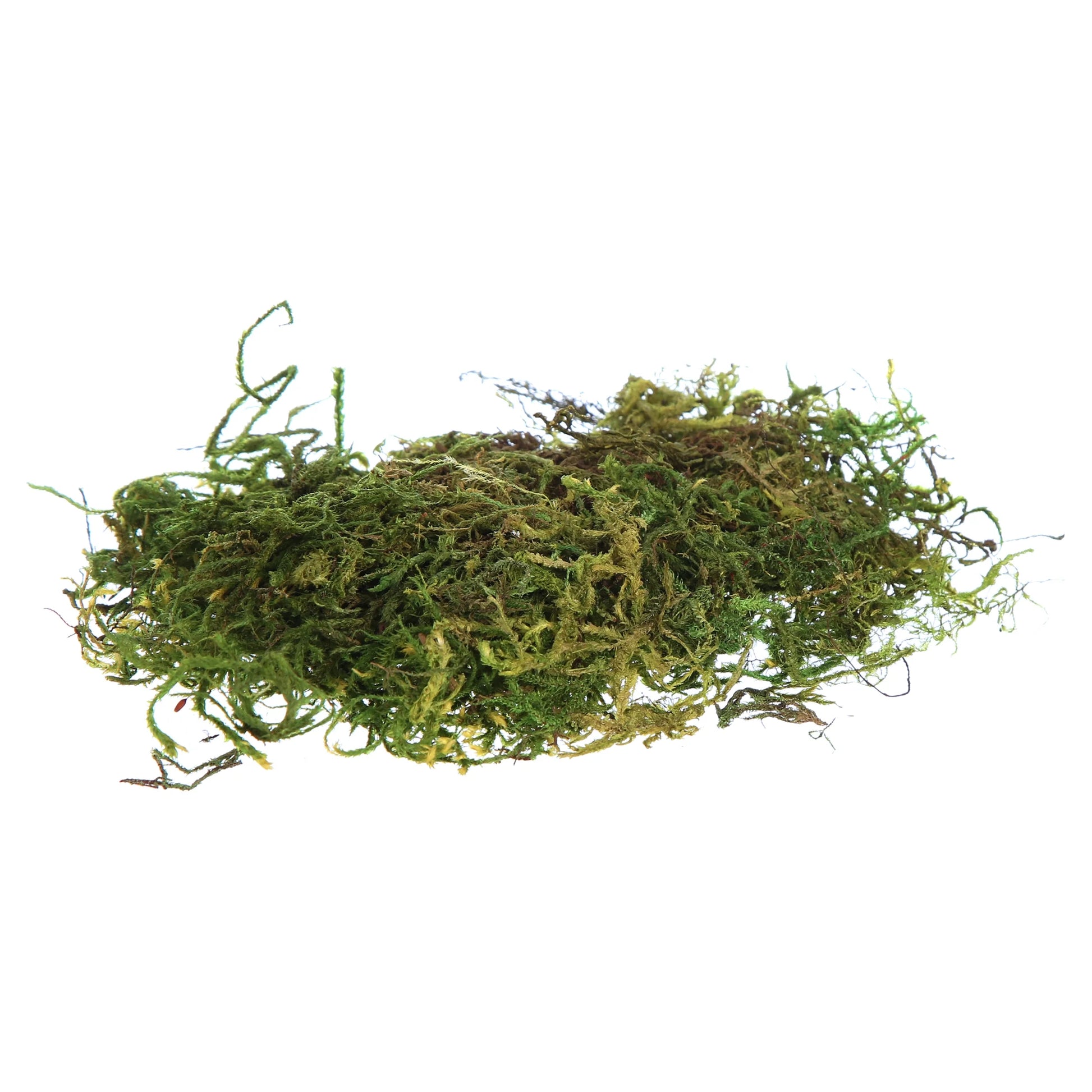 Terrarium Sphagnum Green Moss, 4Qt Stand-Up Pouch Reptile